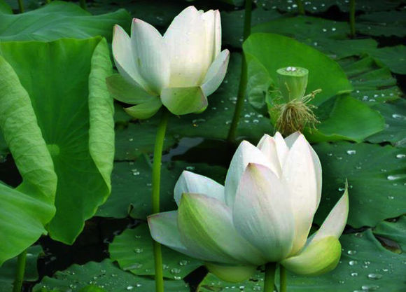 无意杀生也要受报应吗？