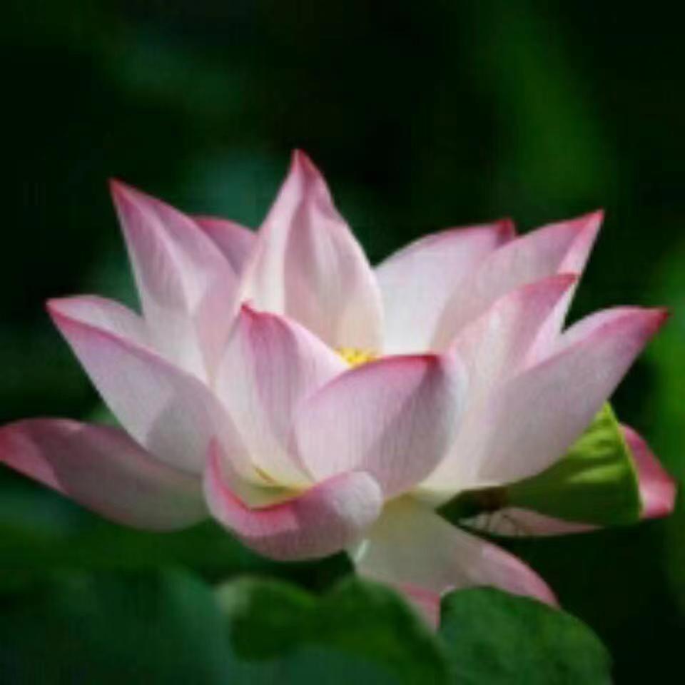 公案:“酒肉穿肠过，佛祖心中留”