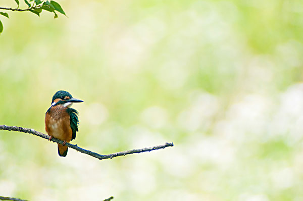 因果 | 鸟雀报恩