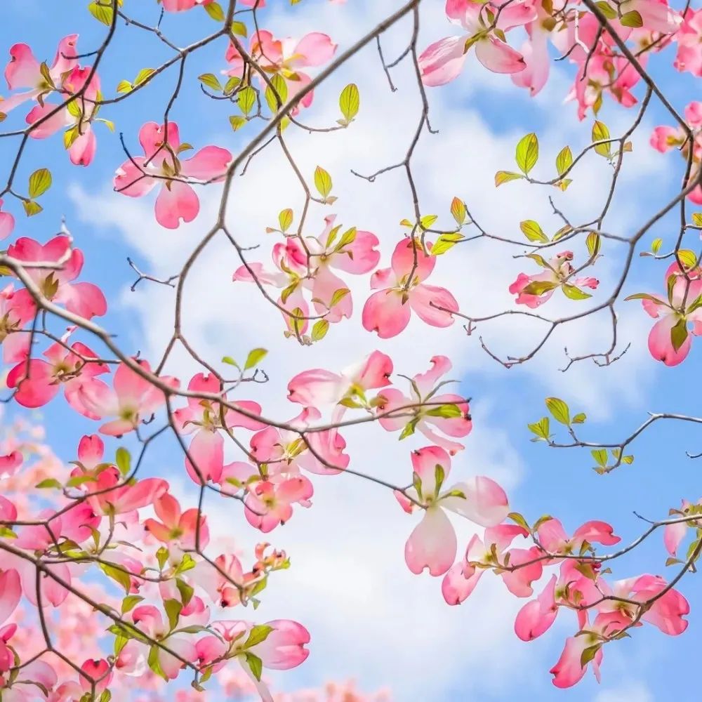 素食七年，阳光同行，温润心田-图片1