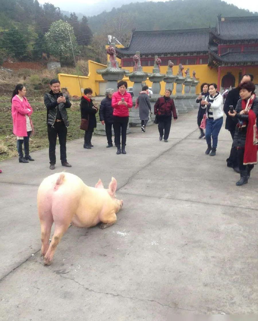 素食七年，阳光同行，温润心田-图片3