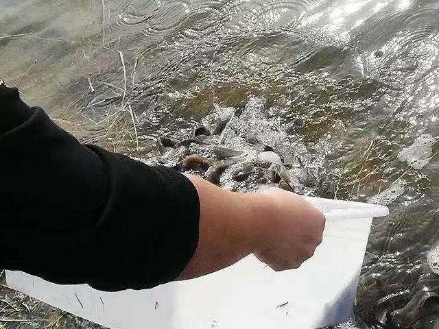 忽略了这些细节，也许放生会变成杀生-图片5