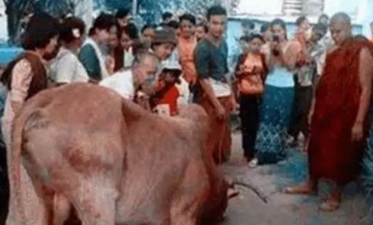 一头黄牛在屠宰场内跪地哭泣！屠夫们都害怕了