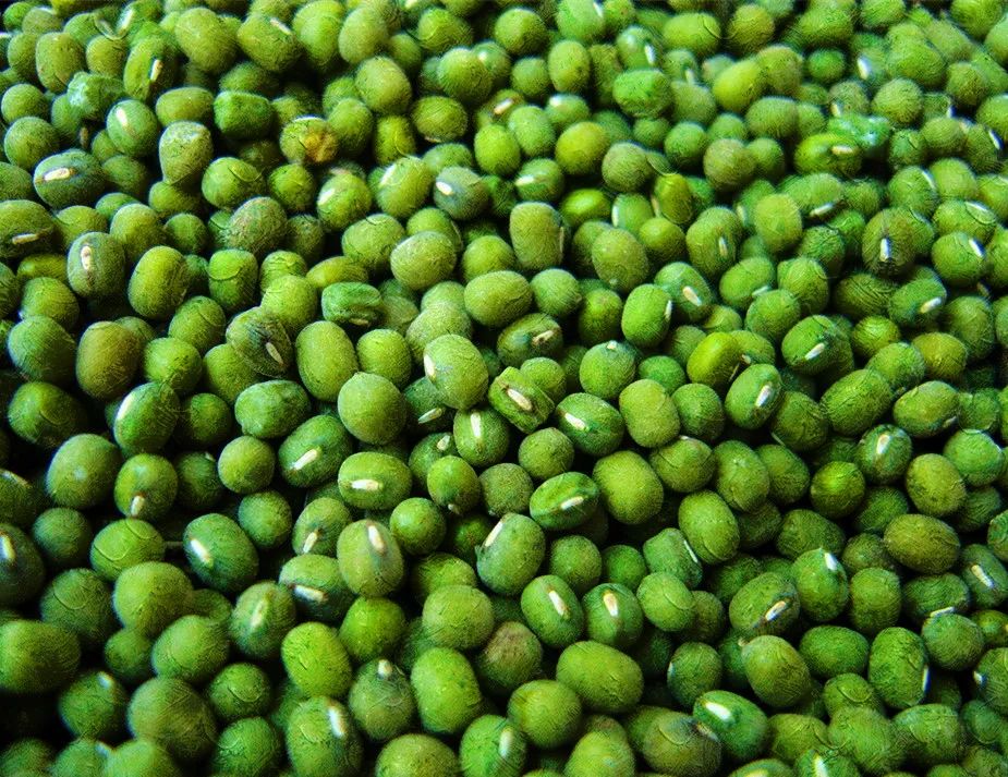 养生|这里有几款刮油的食物，能帮助你排出身体余毒哦~-图片4