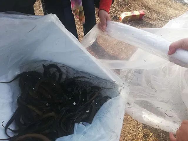 四种省时省力高效率的放生方法，你常用哪种？-图片8