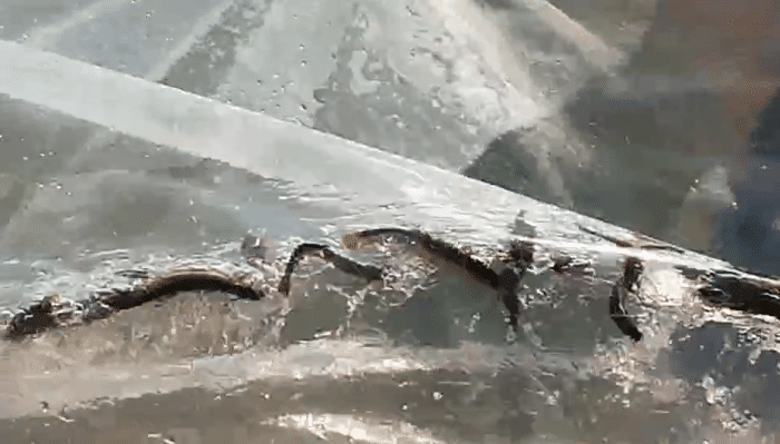 四种省时省力高效率的放生方法，你常用哪种？-图片9