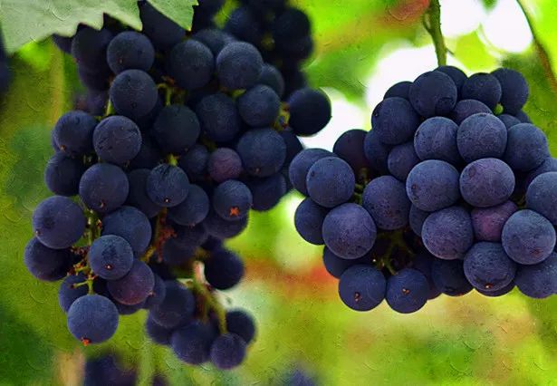 养生|这里有几款刮油的食物，能帮助你排出身体余毒哦~-图片9