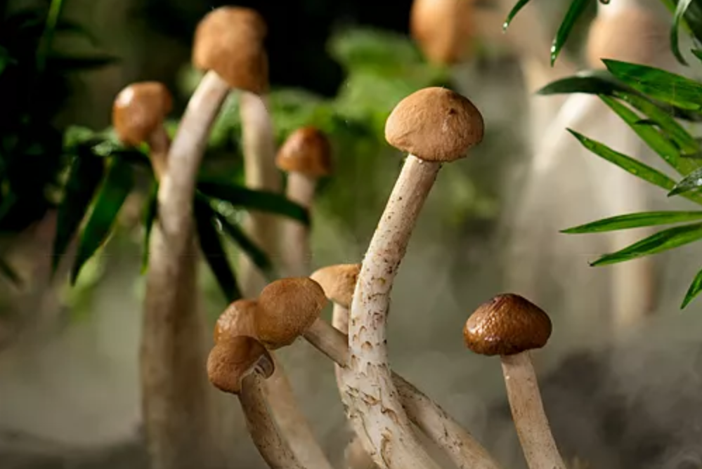 介绍四类增强免疫力的素食！（好吃又不贵）-图片3