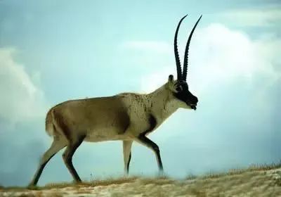 藏羚羊下跪护子乞命 猎人追悔从此止杀-图片1