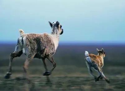 藏羚羊下跪护子乞命 猎人追悔从此止杀-图片2