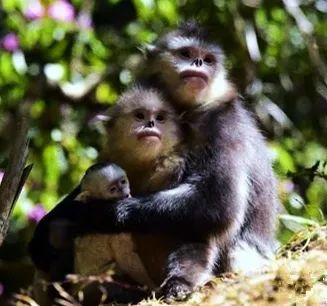 猴王报恩记（一）