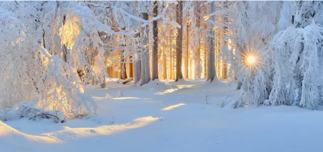 冬养三九 食素三宝-图片1