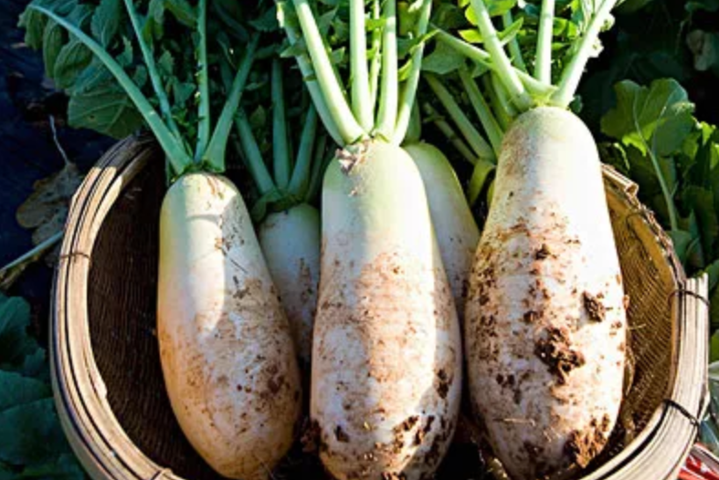 冬养三九 食素三宝-图片4