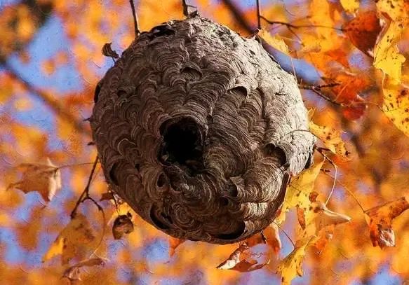 马蜂的复仇（三）-图片1