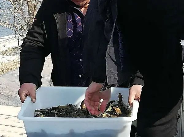放生，善心善行就是一年中最好的“开门红”-图片2