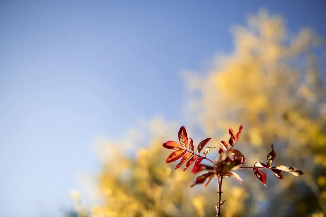 弘一法师与护生诗（贰）-图片2