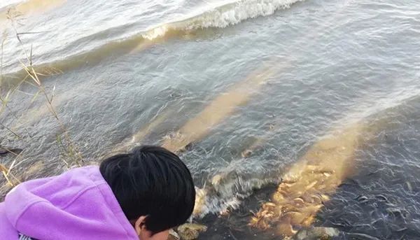 老汉在市场摆大甲鱼不卖钱，却只想送给有缘人