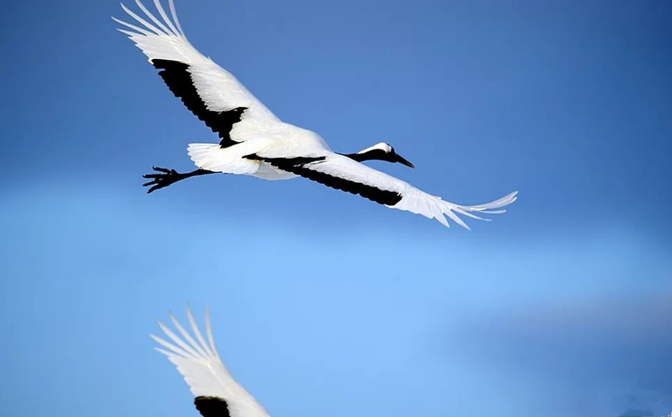 故事|人鹤奇缘（中）-图片2