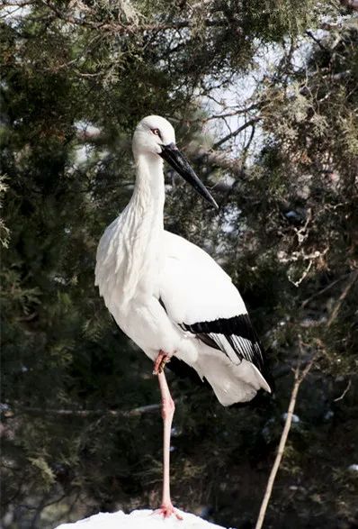 故事|人鹤奇缘（中）-图片3