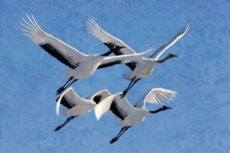 故事|人鹤奇缘（中）-图片1