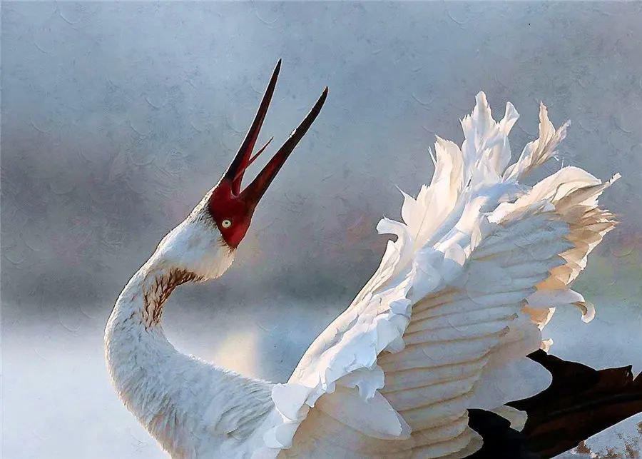 故事|人鹤奇缘（上）-图片2