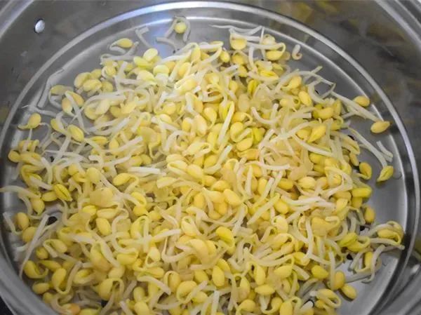 豆芽被称为“春季宝”，春天食用健脾又养肝-图片1