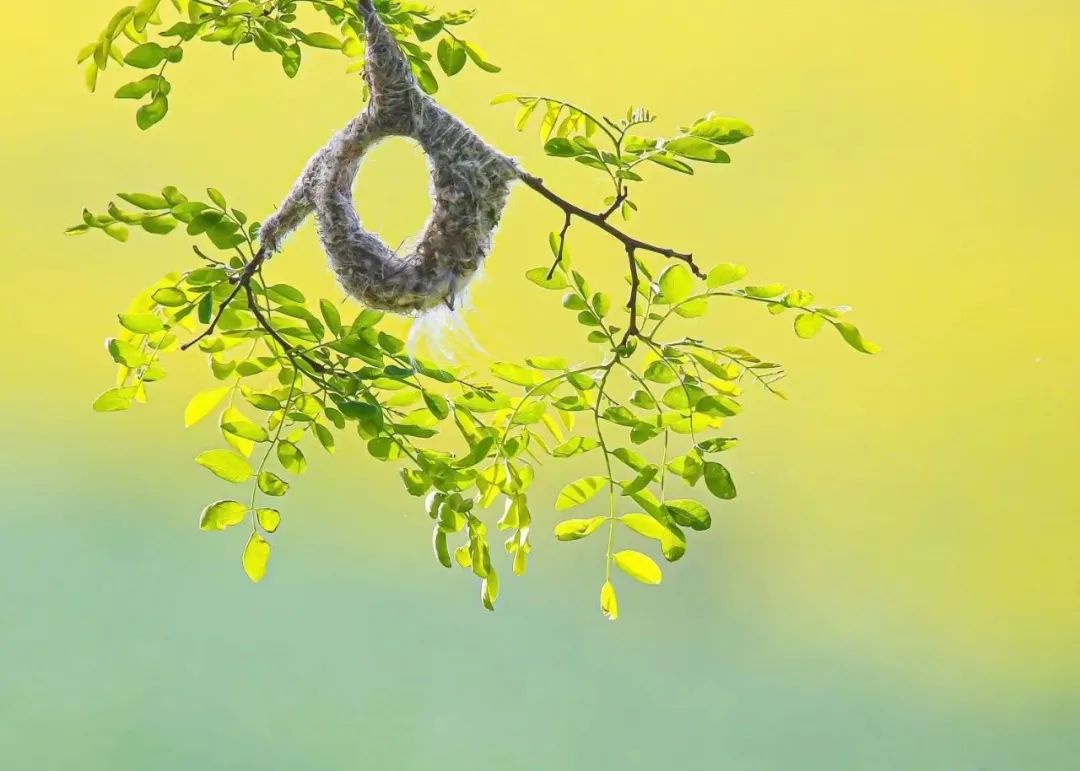 这个世界上有一种东西，我要为之付出一切去守护