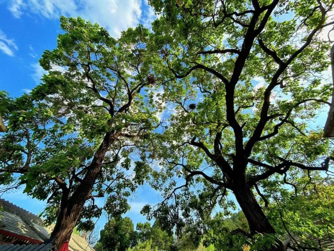 【佛教知识】最高抉择法有哪些？“金瓶掣签”是怎么回事？