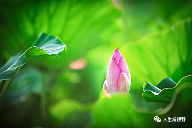 父亲的口头禅“善有善报”，说了一辈子，到了晚年反而不敢再说