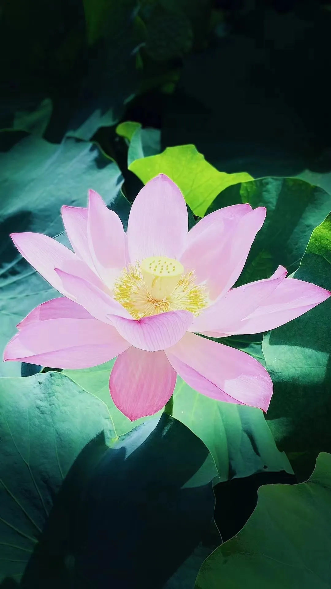 善良的修行人知见不正 同样遭恶报