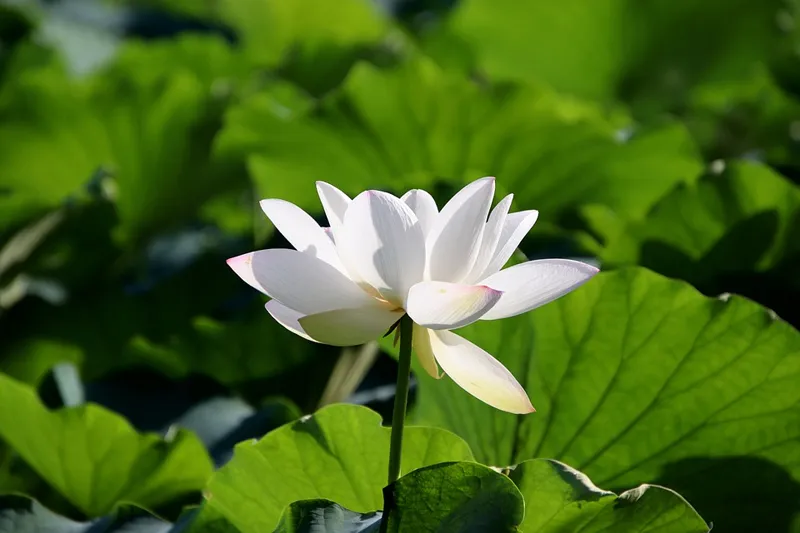 佛是“宁与君子结怨 不与小人为友”吗?远离这些“毒汤”吧