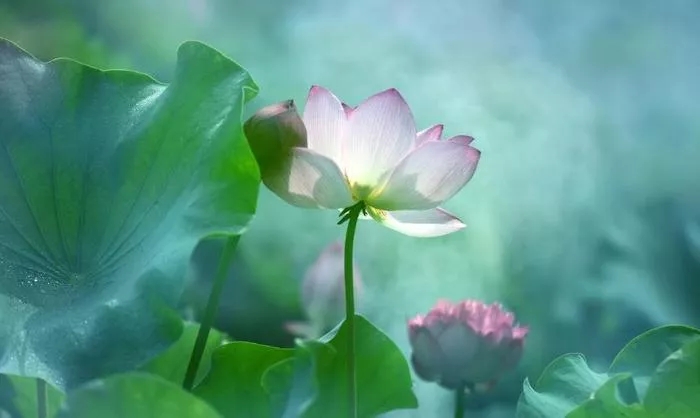 张口闭口菩提心,却不明菩提心含义,有成就解脱的可能吗?