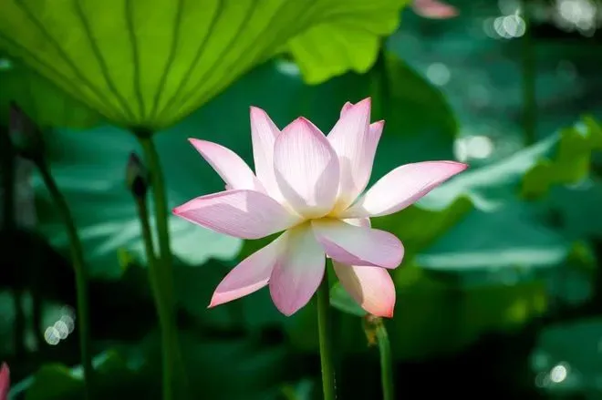 由莲花池神对修行人的追问,您悟到了什么?